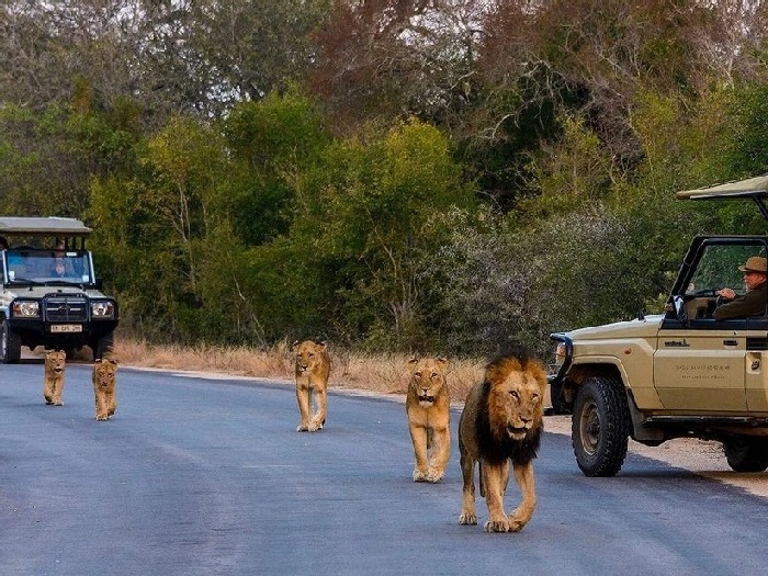 Отдых в Африке - Львы на дорогах
